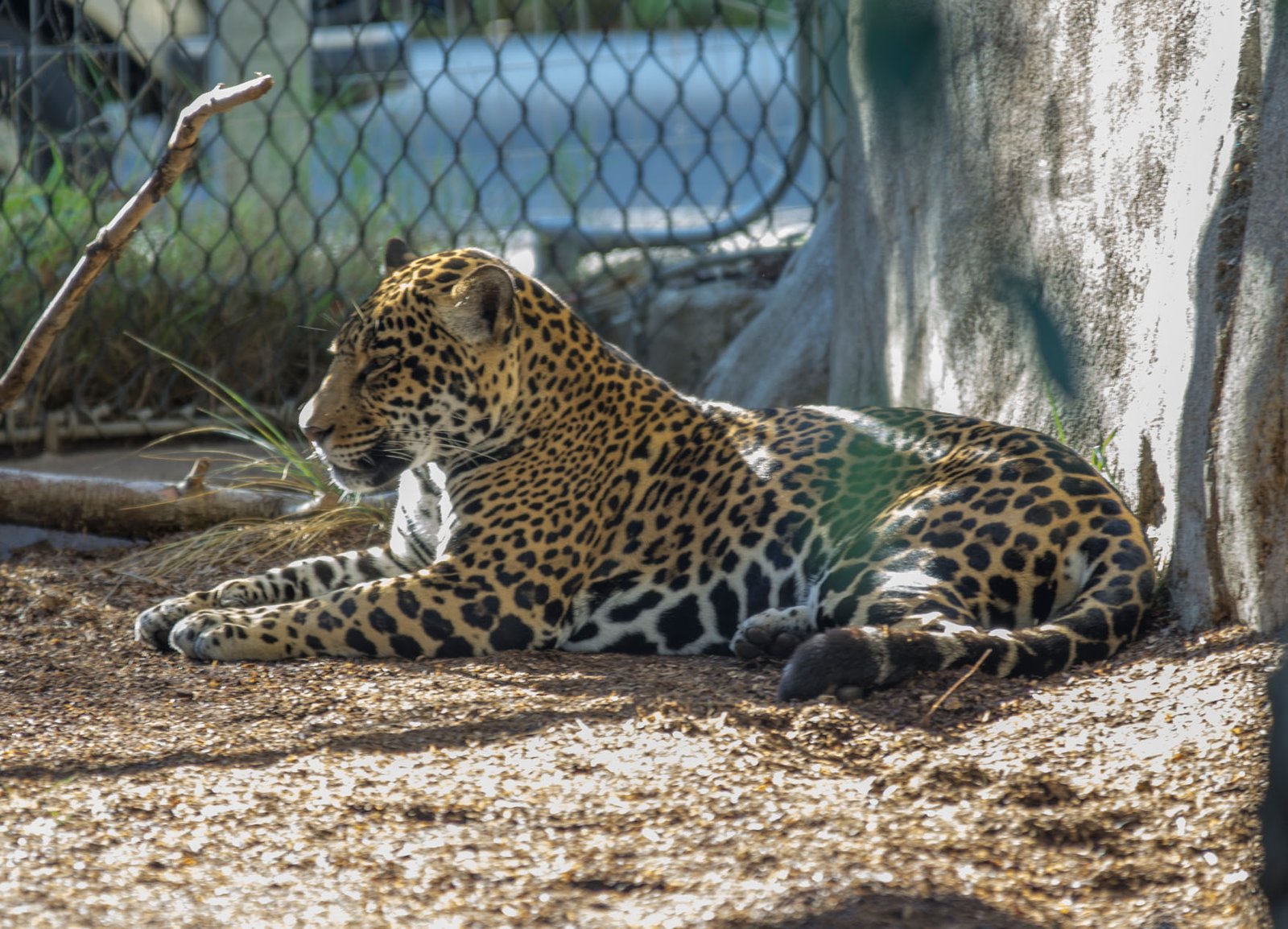 San Diego Zoo Part I 065